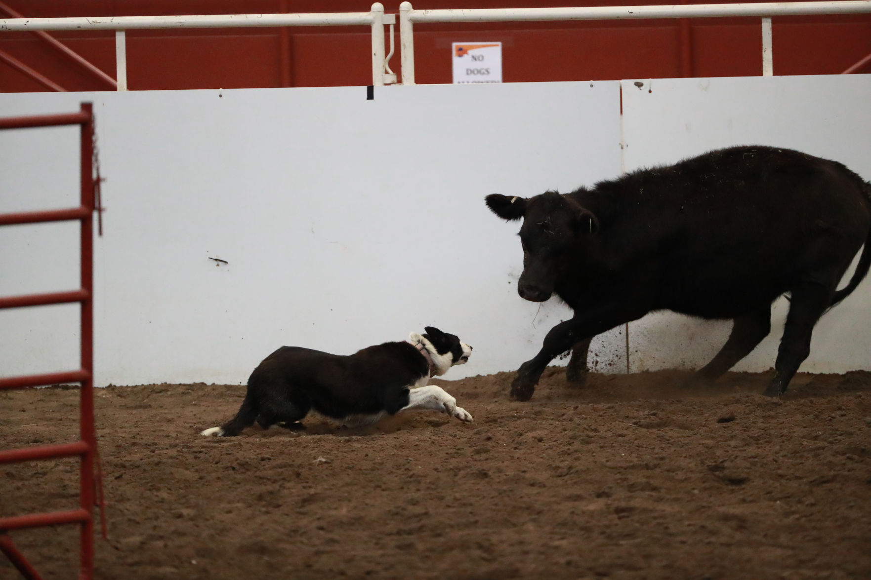 082819_StateFair0027_bjs.jpg